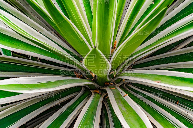 热带植物详细介绍，植物园，瓜亚基尔