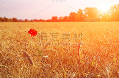 夏天的麦田