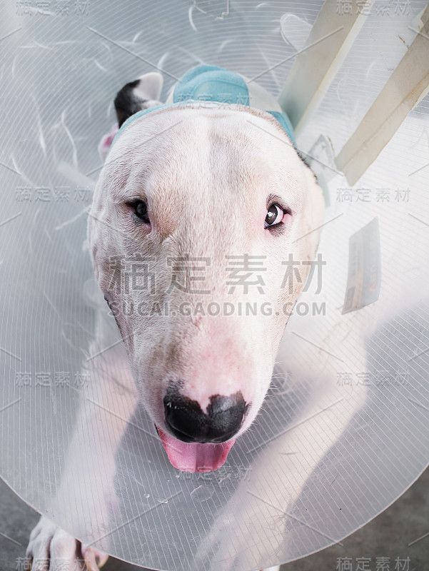 受伤的白斗牛梗犬