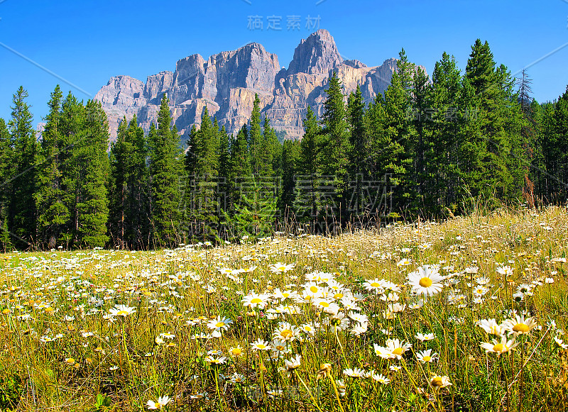 美丽的夏季景观与落基山脉的背景在贾斯珀国家公园，阿尔伯塔，加拿大