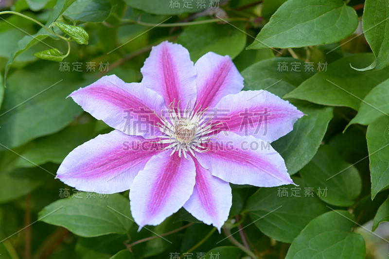 紫色的铁线莲的花