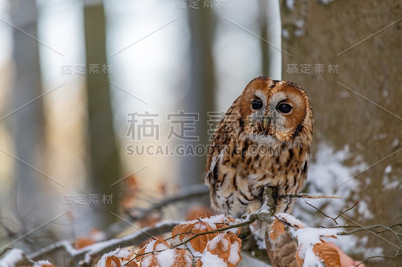 小猫头鹰(斯特里克斯·阿卢科饰)坐在森林的一根树枝上四处张望