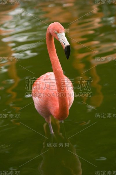 粉红色的火烈鸟