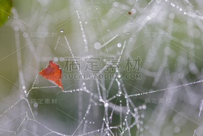 潮湿的蜘蛛网上的秋叶。