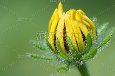 瞄准一个花蕾