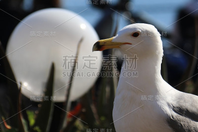 海鸥