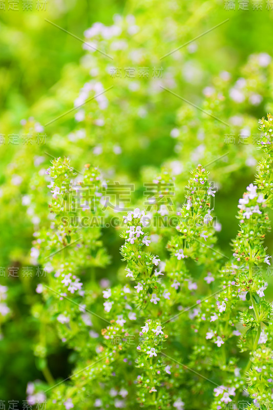 柑橘香脂百里香，唇形香，香草茶，地中海海岸