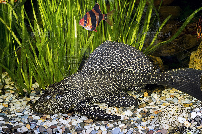 甲鱼-家庭水族馆中的普通头尾鮰(多棘头尾鮰)