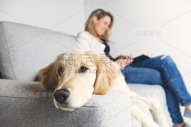 一个女人和她的金毛猎犬在沙发上看书