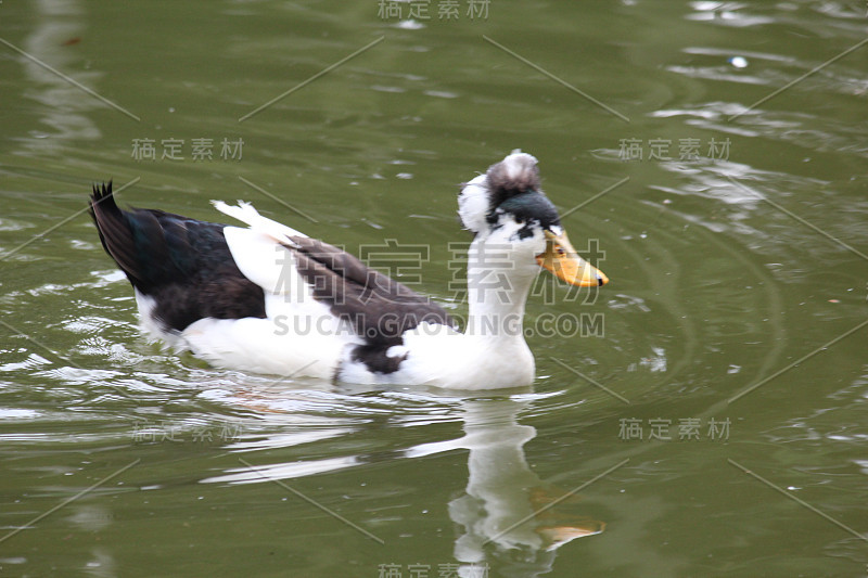 湖上的鸭子