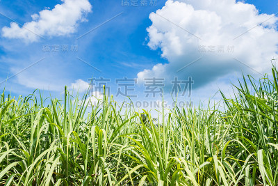 甘蔗生长在田间