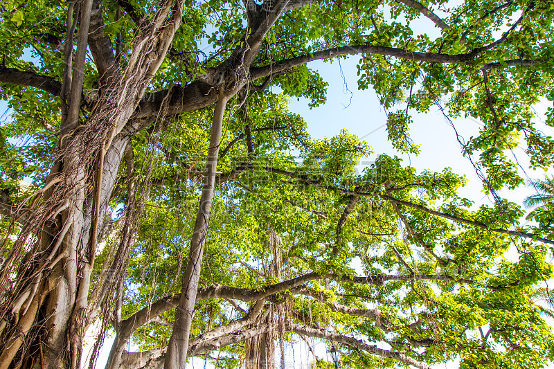 夏威夷檀香山的Banyanbaum