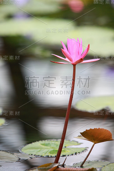 莉莉