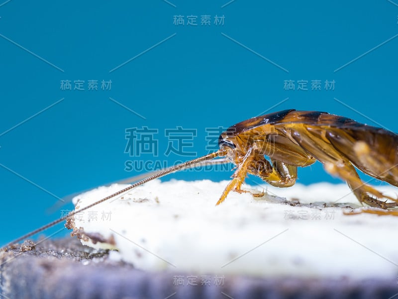 近处蟑螂正在吃着白色奶油饼干，背景文字是蓝色的。蟑螂是这种疾病的携带者。