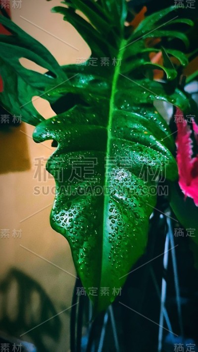 喜林芋叶
