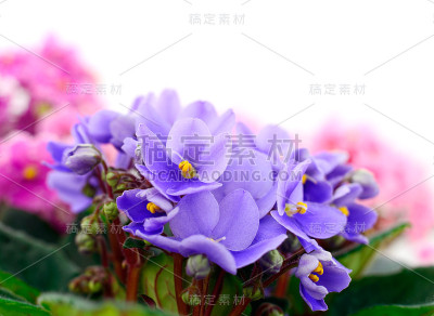 紫罗兰，美丽的花朵，背景。