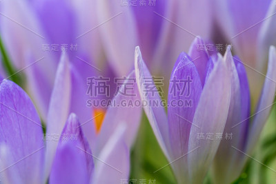 紫色的番红花