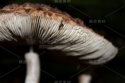 大阳伞蘑菇(大阳伞)靠近英国林地