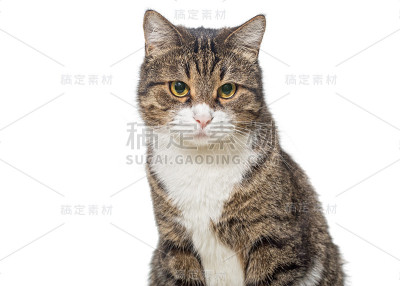 一只严肃的灰猫的肖像
