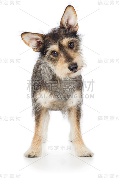 狗毛茸茸的腊肠狗歪着头站在那儿