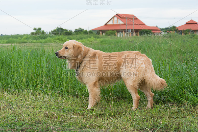 绿色草地上的金色拉布拉多寻回犬