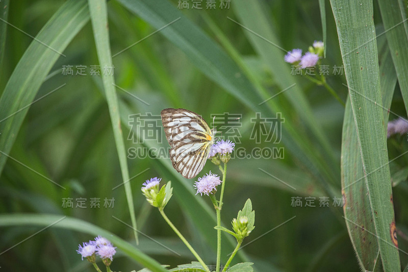 花上的白蝴蝶