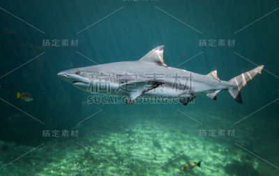 黑梢礁鲨鱼游泳。