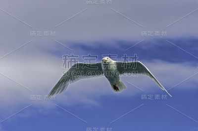黑腿三趾鸥是鸥科三趾鸥科的一种海鸟。斯瓦尔巴特群岛或斯匹次卑尔根群岛