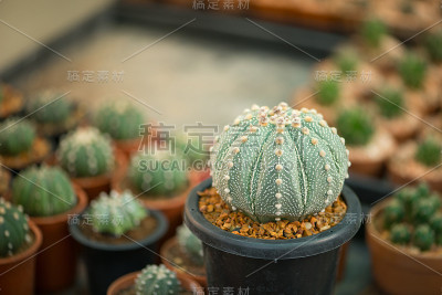 盆中仙人掌