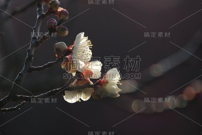 6号是日本杏子