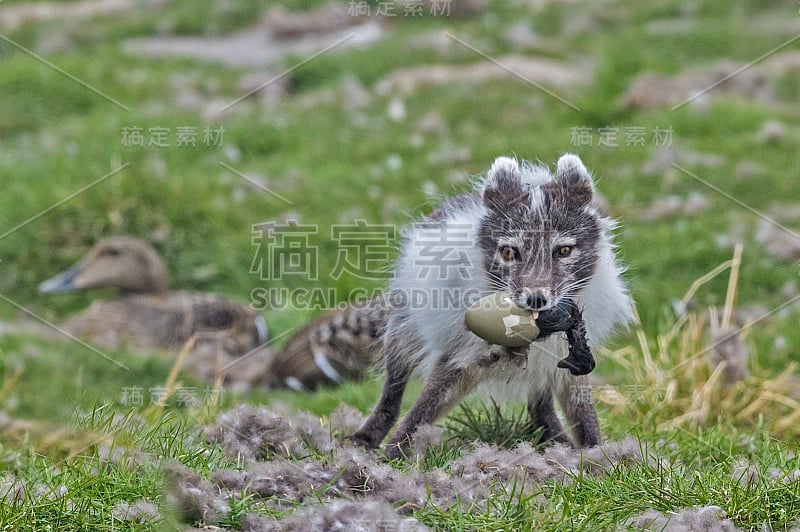 北极狐(Vulpes lagopus)，也被称为白狐、极地狐或雪狐，是一种原产于北半球北极地区的小狐