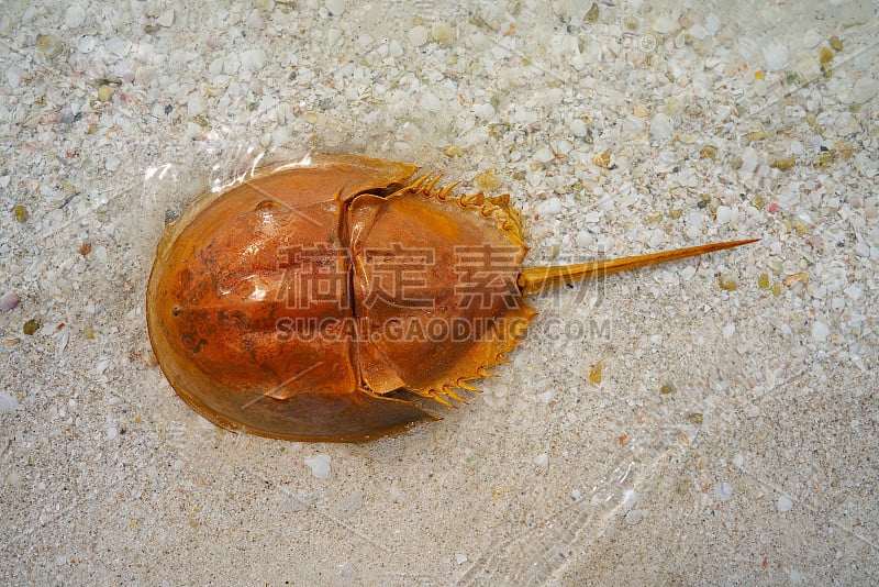 墨西哥Cacerola de mar Limulus polyphemus