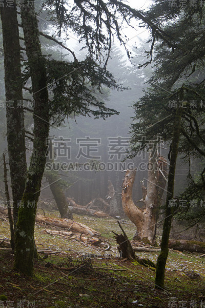 希腊朦胧的森林