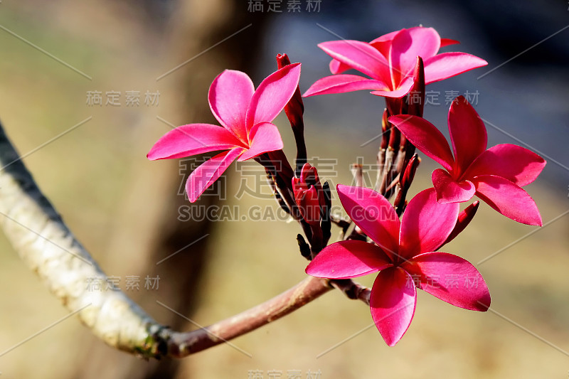 红鸡蛋花或鸡蛋花