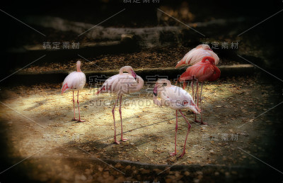 群火烈鸟