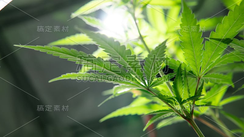 大麻在人造光下在帐篷中生长