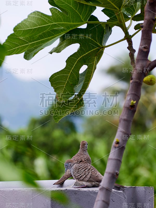 在泰国的斑纹Geopelia与模糊的自然背景。