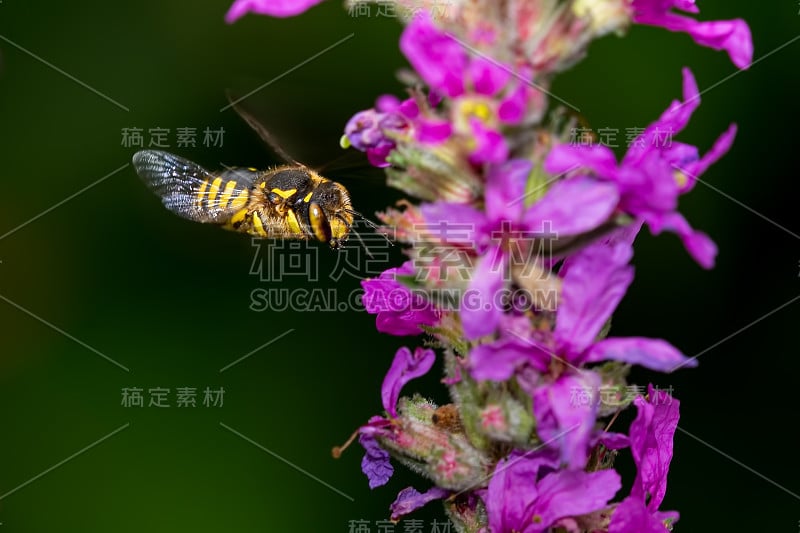 小蜜蜂绕着粉红色的花飞舞