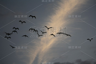 轮廓飞鸟