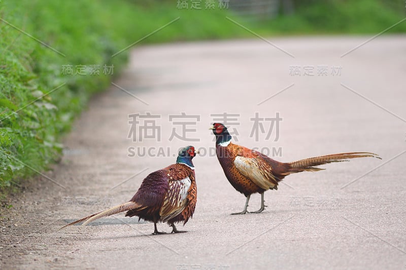 两只雄性环颈雉