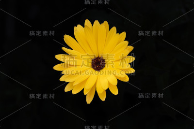 黄色的雏菊