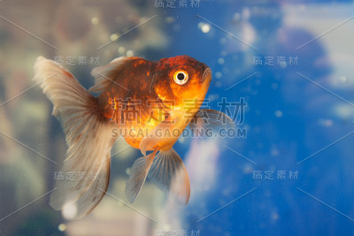 金鱼关闭