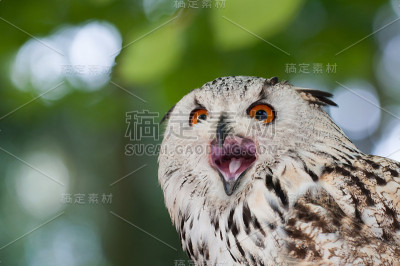 Sibirian猫头鹰哭