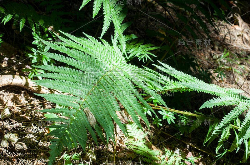 蕨类植物