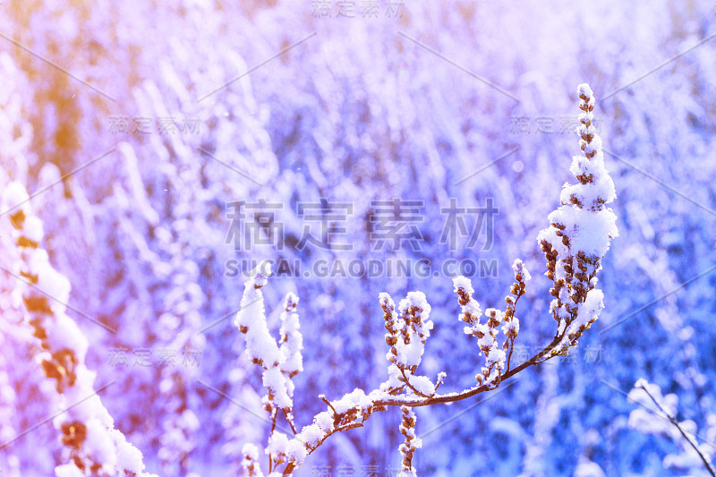 冬天的自然背景。冬花雪霜冰原