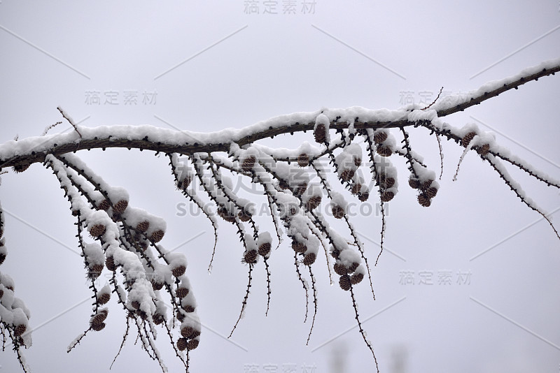 带落叶松球果的小枝