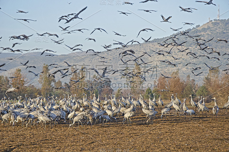 Common crane at Hula, Israel