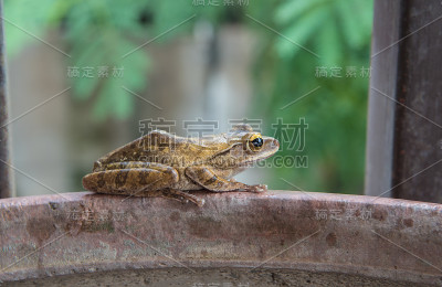 一种绿色的小蛙