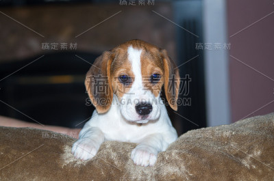 小猎犬小狗