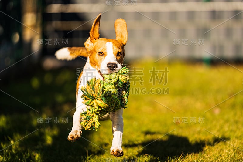 小猎犬在花园里玩，用绳子朝相机跑和跳。